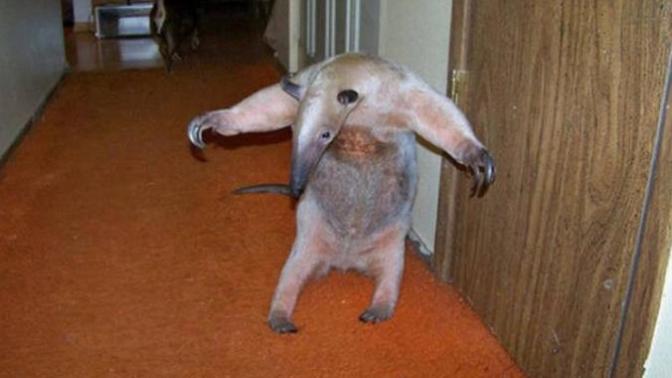 Do you have unusual pets?