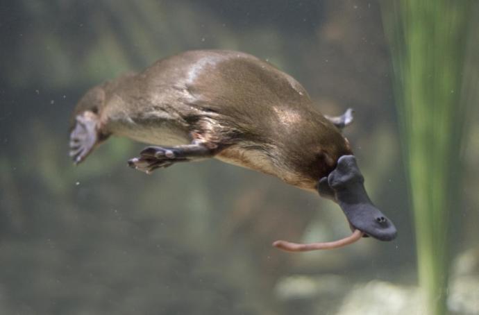 What animal would be the most terrifying if it could speak?