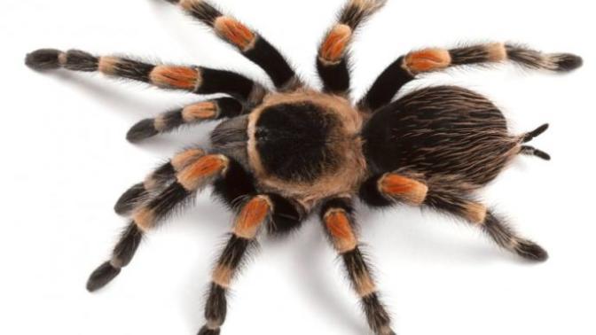 What animal would be the most terrifying if it could speak?