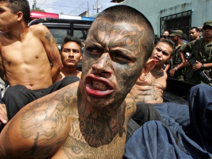What should be done about the MS-13 Gang, illegally in America?