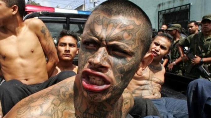 What should be done about the MS-13 Gang, illegally in America?