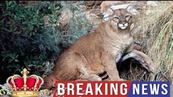 Man heroically kills a wild cougar with his bare hands! Turns out this wild cougar was a young cub. Did this "hero" earn the "Punk-Ass Bitch" award?