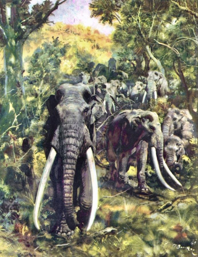 What Ice age continent would you most like to see?