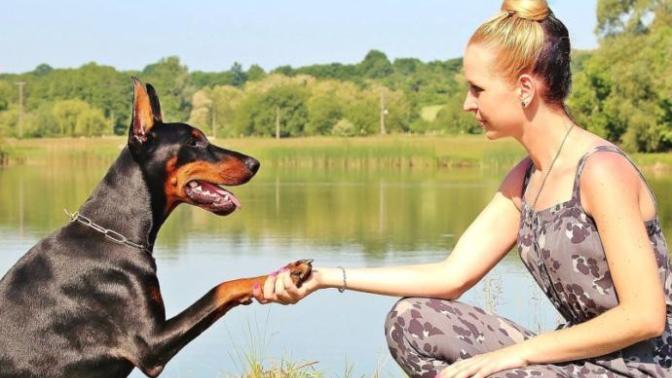 Do dogs help guys get a girlfriend?