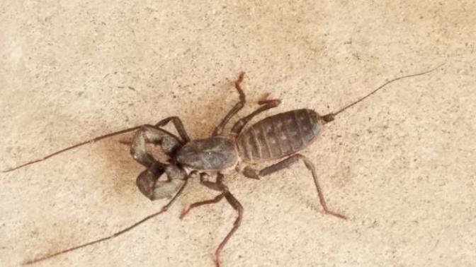 Would you hold a whip scorpion?