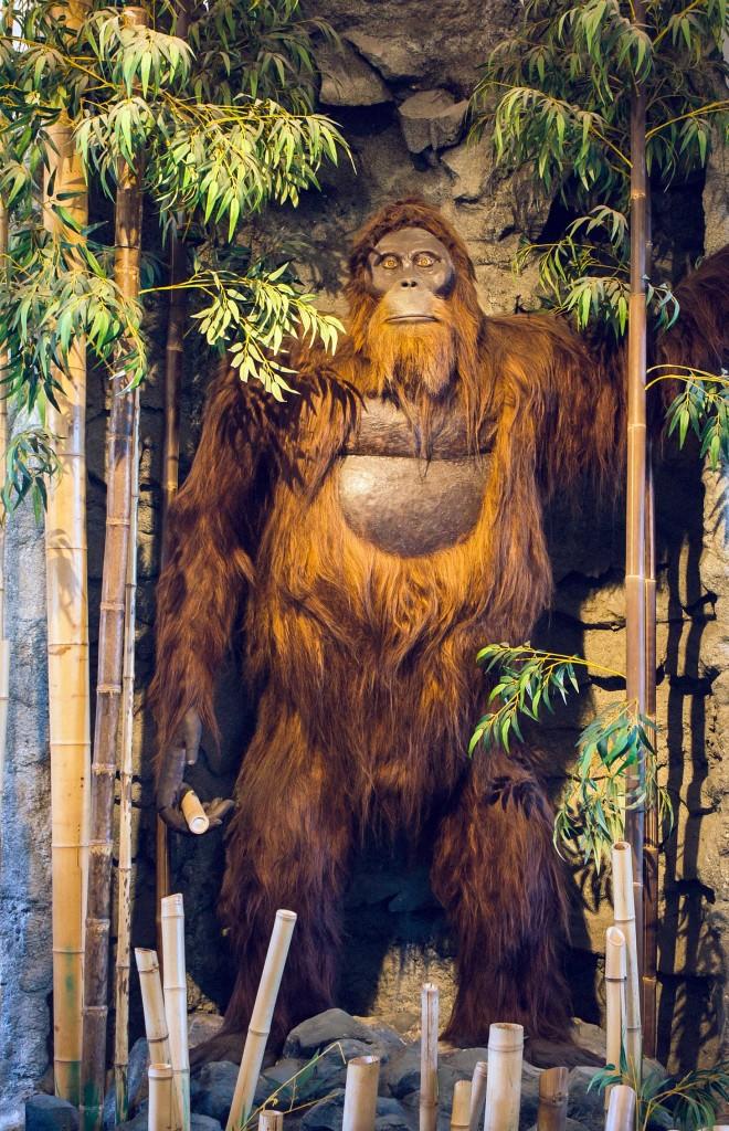 What do you think that the most likely explanation for the sasquatch sightings are?