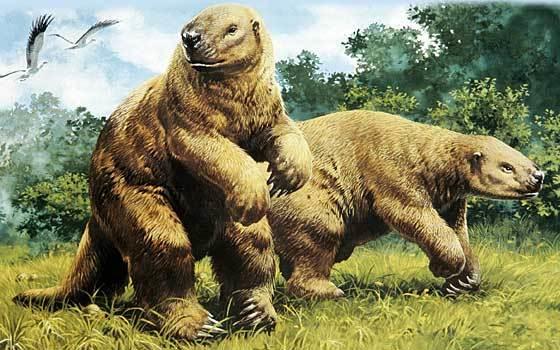 What do you think that the most likely explanation for the sasquatch sightings are?