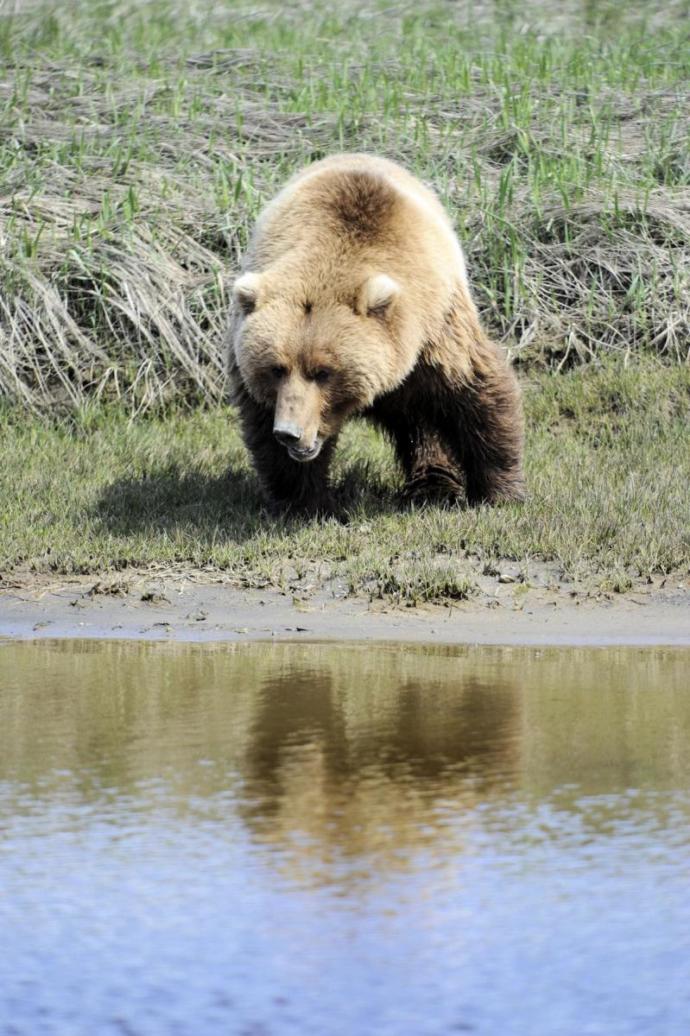 What do you think that the most likely explanation for the sasquatch sightings are?