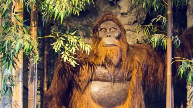 What do you think that the most likely explanation for the sasquatch sightings are?