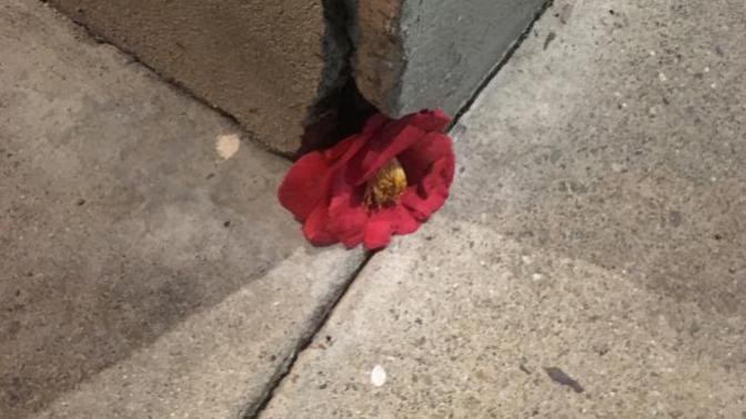 Are you moved by random displays of beauty?