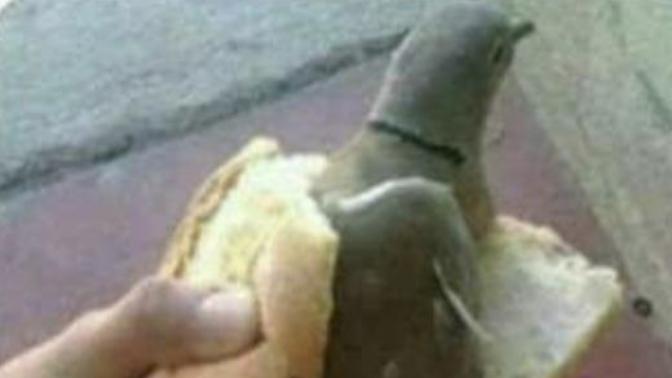 You are enjoying a sandwich, but suddenly a pigeon. What do you do?