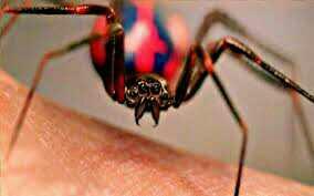 Do you want to get bitten by a Radioactive spider?