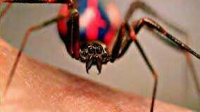 Do you want to get bitten by a Radioactive spider?