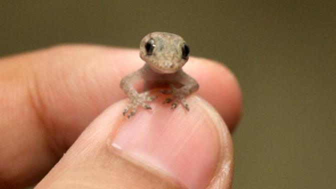 What do you think of house geckos/lizards?