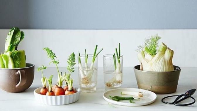 Have you grown anything from kitchen scraps?