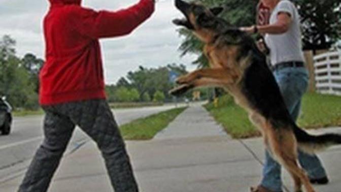 Can a dog truly protect you from an intruder?