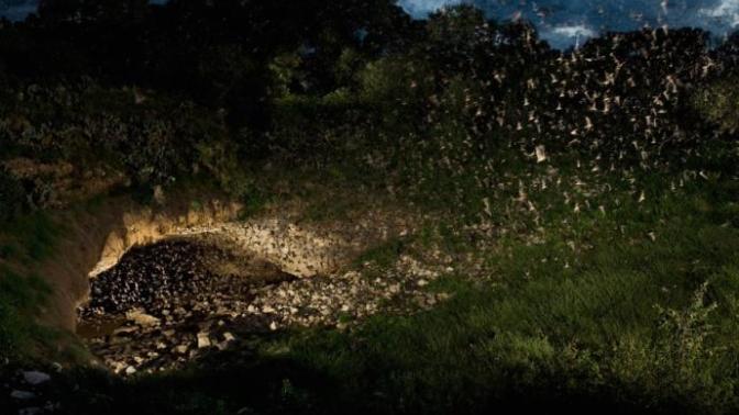 Would you want to visit the Bracken Bat Caves to watch the nightly emergence?