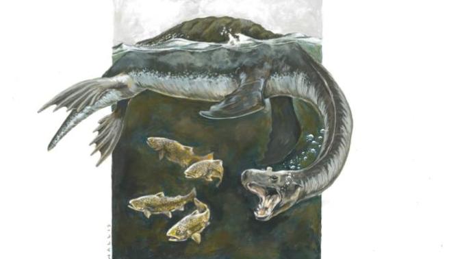 Instead of being a late surviving plesiosaur, could the Loch Ness Monster be an as of yet undiscovered species of seal?