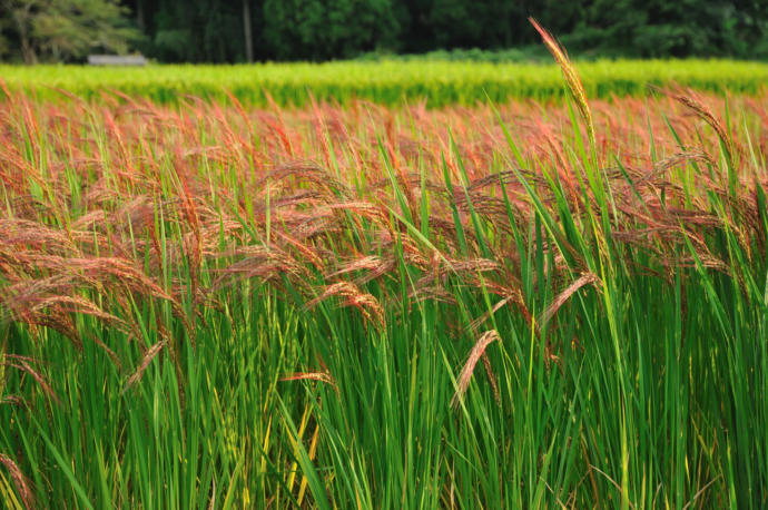 What's your favorite kind of grain?