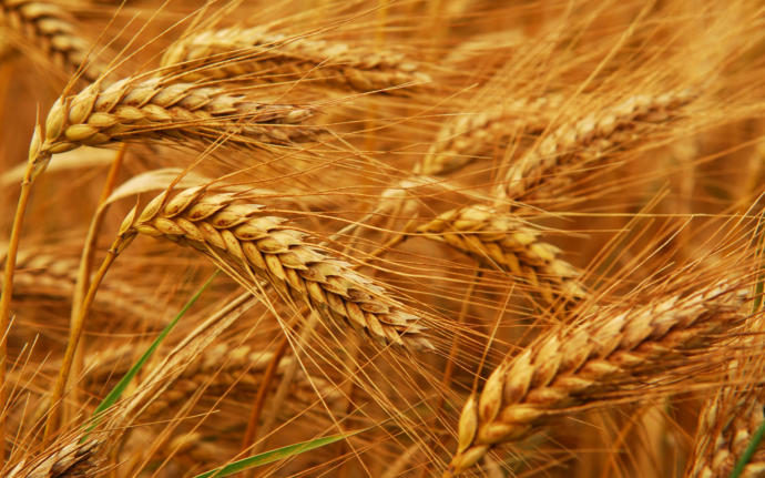 What's your favorite kind of grain?