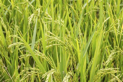 What's your favorite kind of grain?