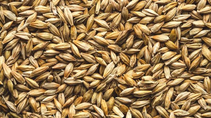 What's your favorite kind of grain?