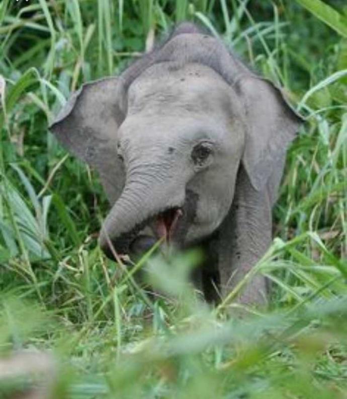What would be the cutest animal if scaled down to the size of a cat?