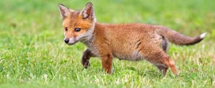 What would be the cutest animal if scaled down to the size of a cat?
