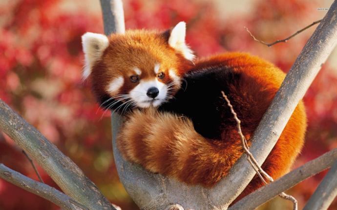 What would be the cutest animal if scaled down to the size of a cat?