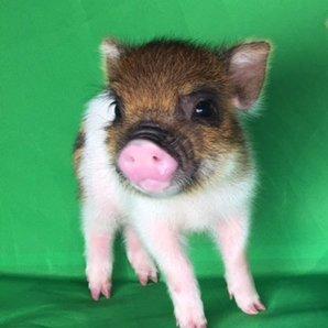 What would be the cutest animal if scaled down to the size of a cat?