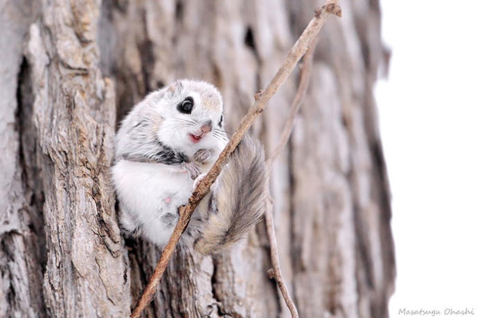 What would be the cutest animal if scaled down to the size of a cat?