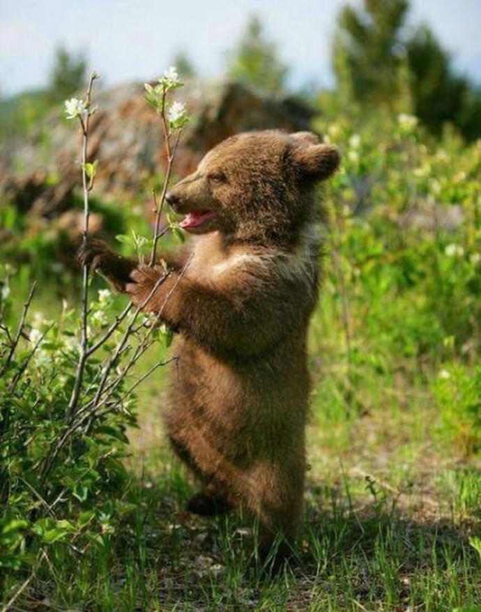 What would be the cutest animal if scaled down to the size of a cat?
