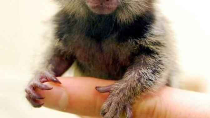 What would be the cutest animal if scaled down to the size of a cat?