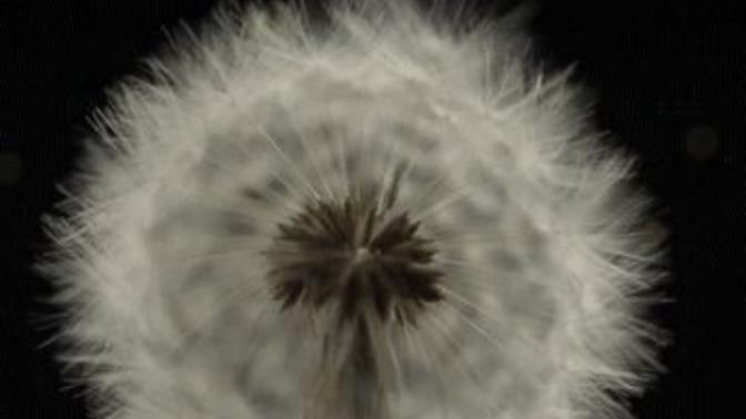 Is your dream slowly dying?