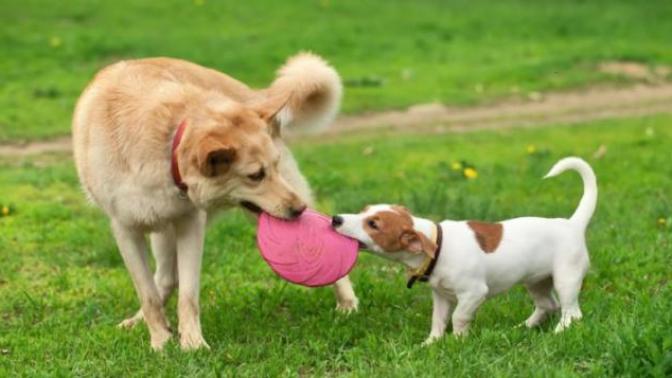Do more people adopt big dogs or small dogs?