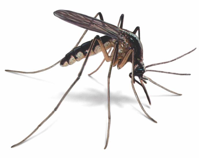 Which insect are you most similar to?
