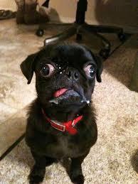 This is a funny dog?