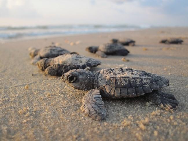 Would you want to watch newly hatched sea turtles be released into the wild?