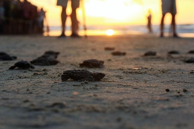 Would you want to watch newly hatched sea turtles be released into the wild?