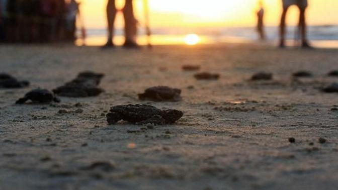 Would you want to watch newly hatched sea turtles be released into the wild?