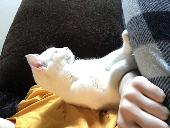 Does your pet cuddle with you?