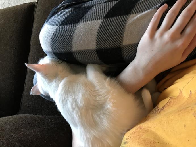 Does your pet cuddle with you?