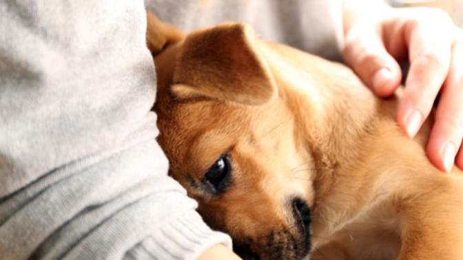 Does your pet cuddle with you?