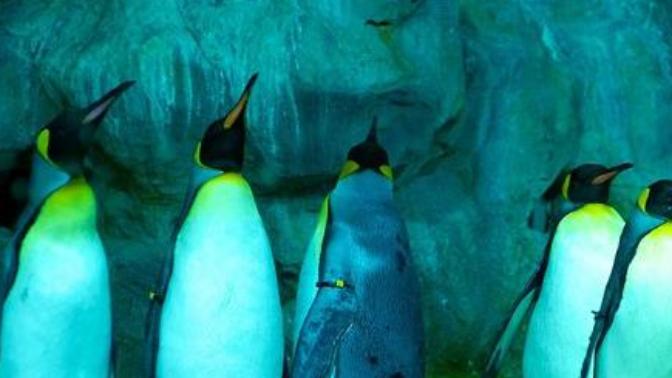 Would you want to visit the Juron Bird Park in Singapore?