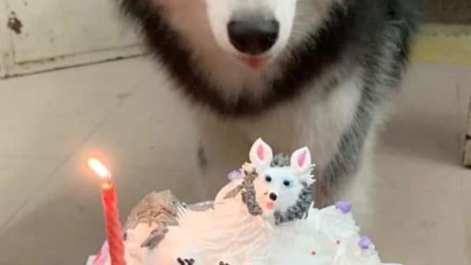 Do you celebrate your dog/pet birthday?