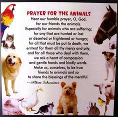 Do You Pray For Others, Including Animals?