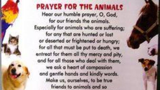Do You Pray For Others, Including Animals?