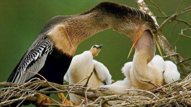 What came first, the Chicken or the Egg?