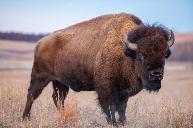 Obviously made from American Bison not beef