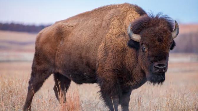 Have you ever had a Bison Burger?